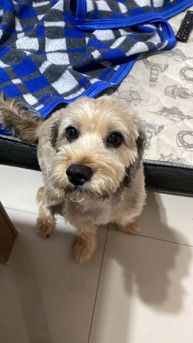 nanapeitos's tweet photo. icon / animal de estimação https://t.co/0gM4Gl8NzA