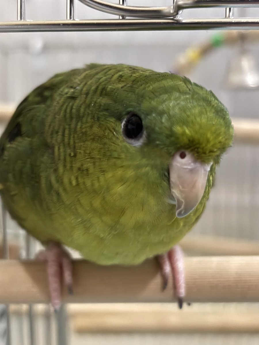 ﾚﾓﾏﾏ🍋( ●⁰⊖⁰●) 𓂋𓇋𓅓𓍯𓅓𓄿𓅓𓄿 tweet media