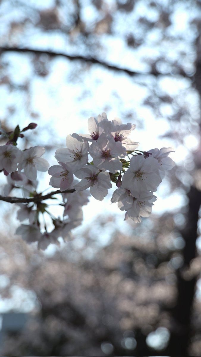 Happy Tree Films | Kazu tweet media