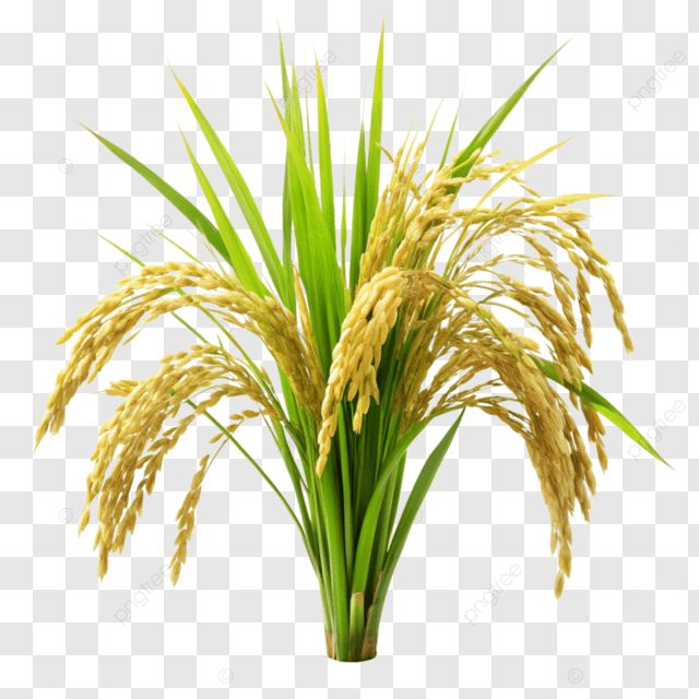 겨울잠자는 아캥 tweet media