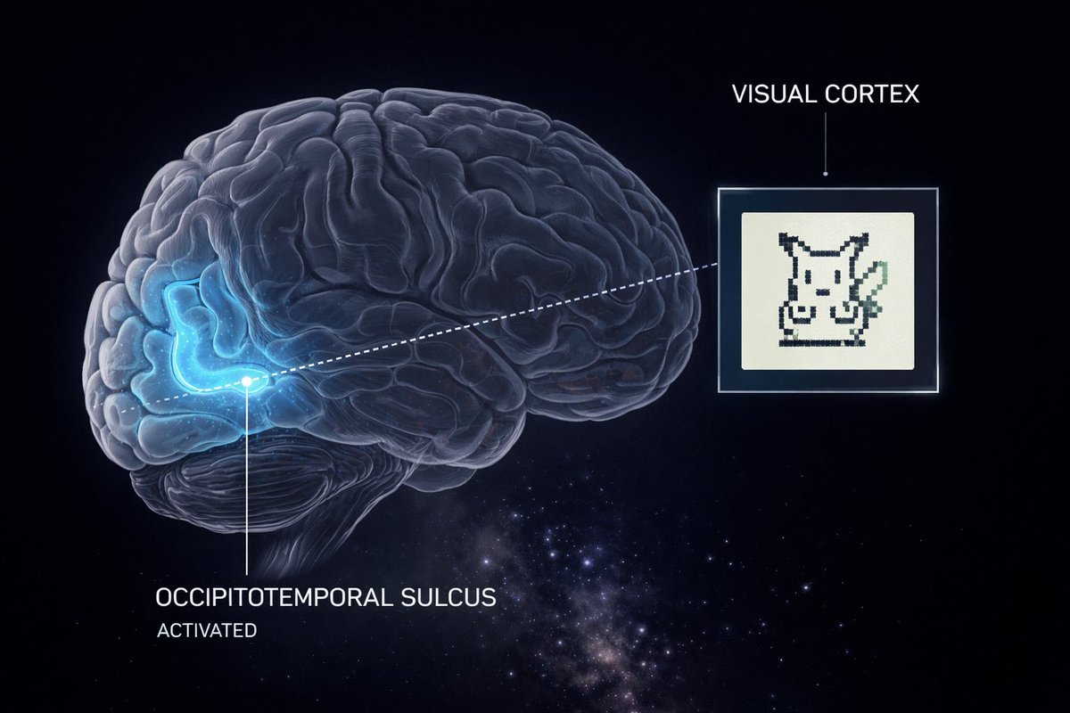 <a href="/forallcurious/">All day Astronomy</a> 🧠 The study is real but the framing matters.
Stanford researchers used fMRI to scan adults who played original Game Boy Pokémon heavily between ages 5 and 8. A specific region in the occipitotemporal sulcus, part of the visual cortex, lit up consistently for Pokémon characters