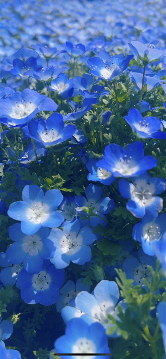 にゃー tweet media