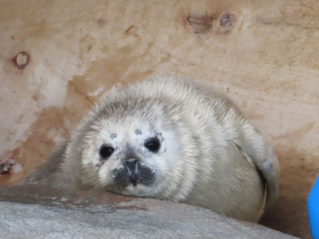 おむすび tweet media