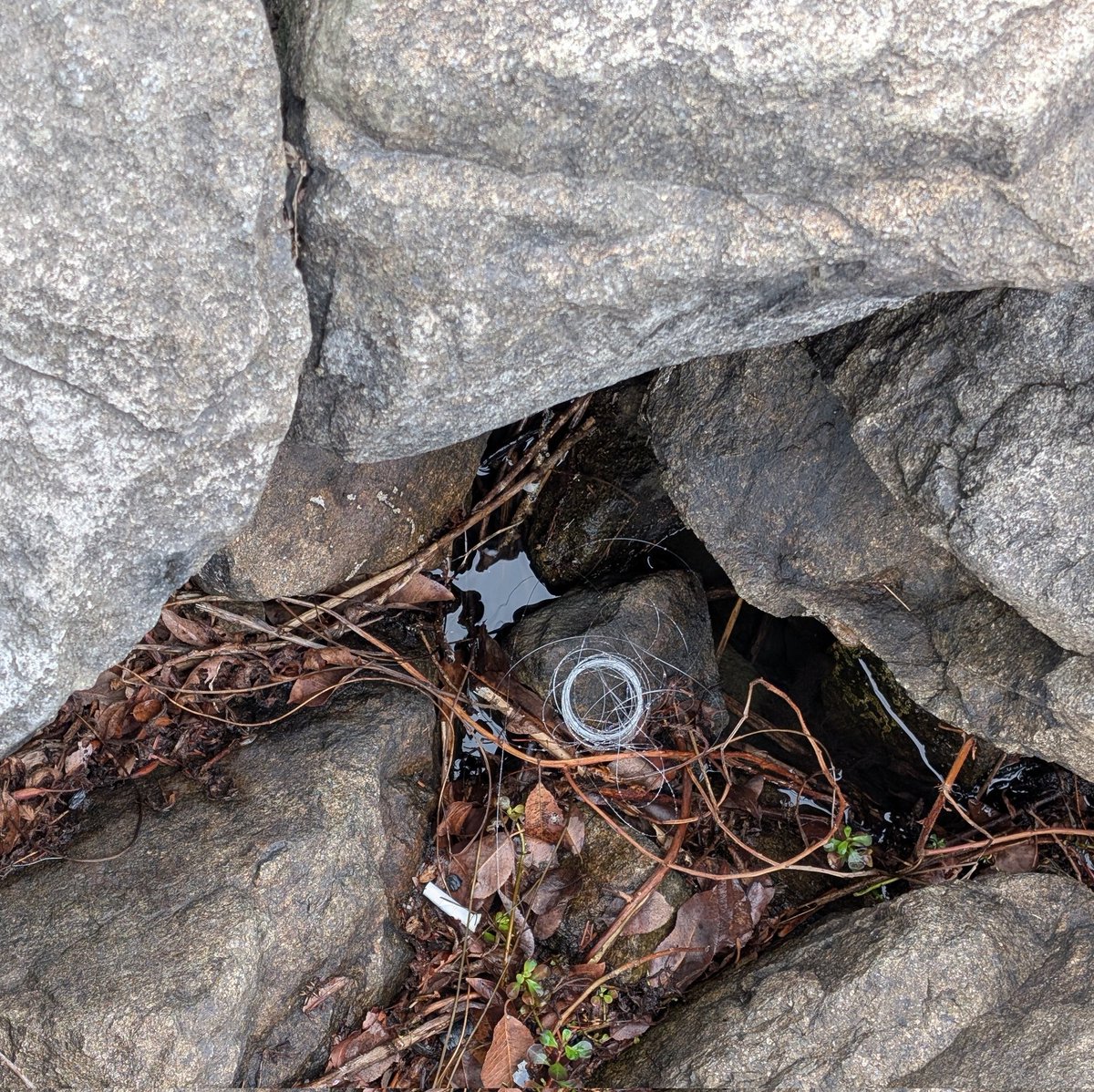 エルエル tweet media