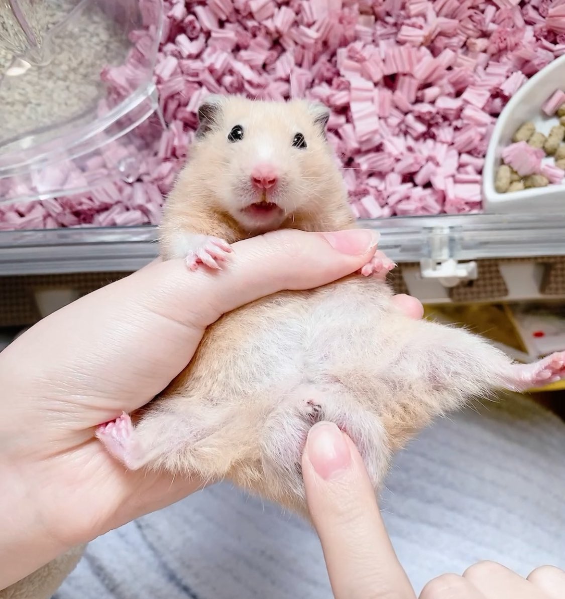 ﾊﾐにやさしく tweet media