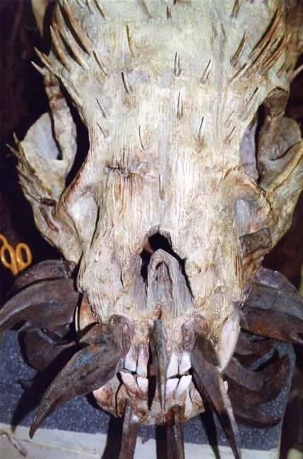 Some nice pictures of the Beast of Gevaudan animatronic from 'Brotherhood of the Wolf' ('Le Pacte des Loups', 2001). Design by Igor Chevalier, construction by Jim Henson's Creature Shop.