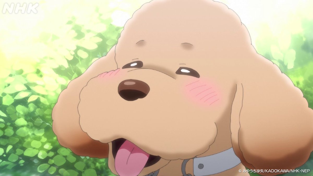 NHKアニメ tweet media