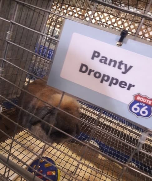 horse dentist tweet media