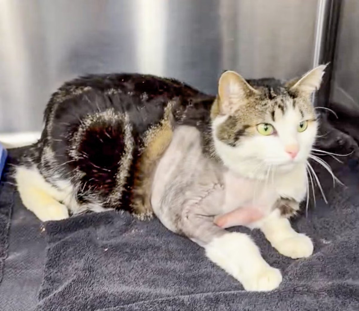 AVMA (American Veterinary Medical Association) tweet media