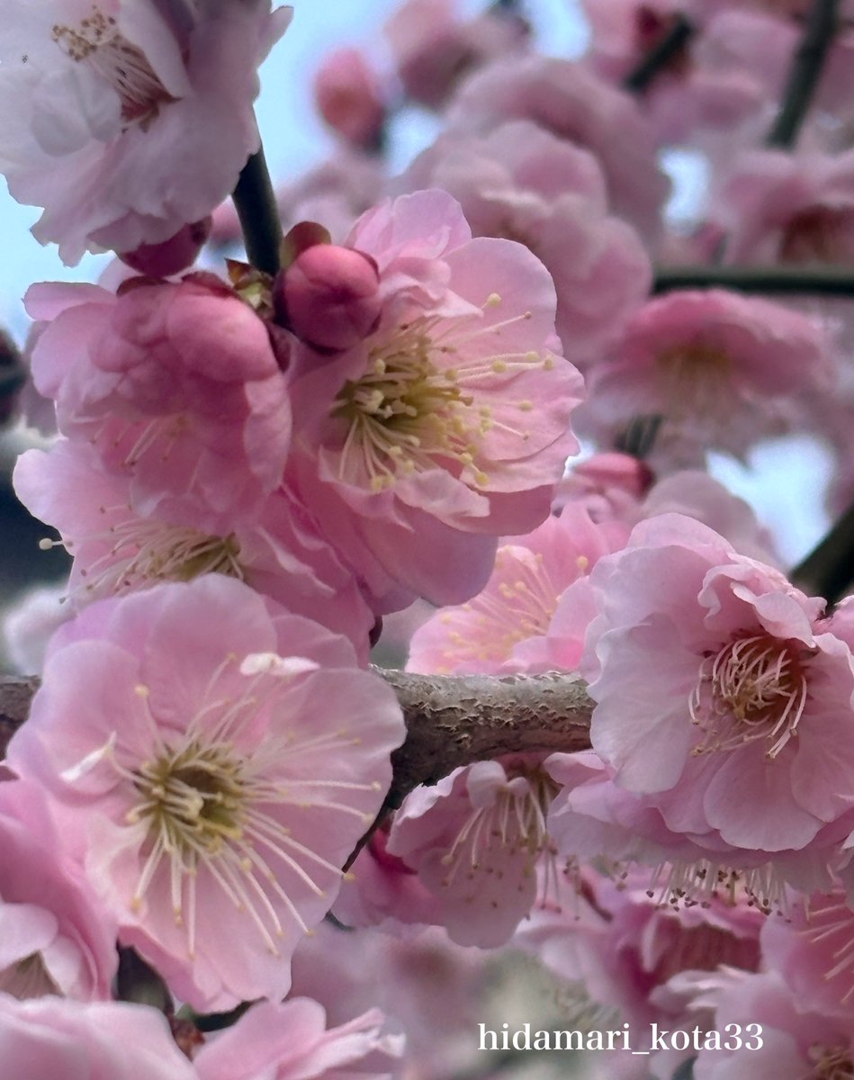 こたま tweet media