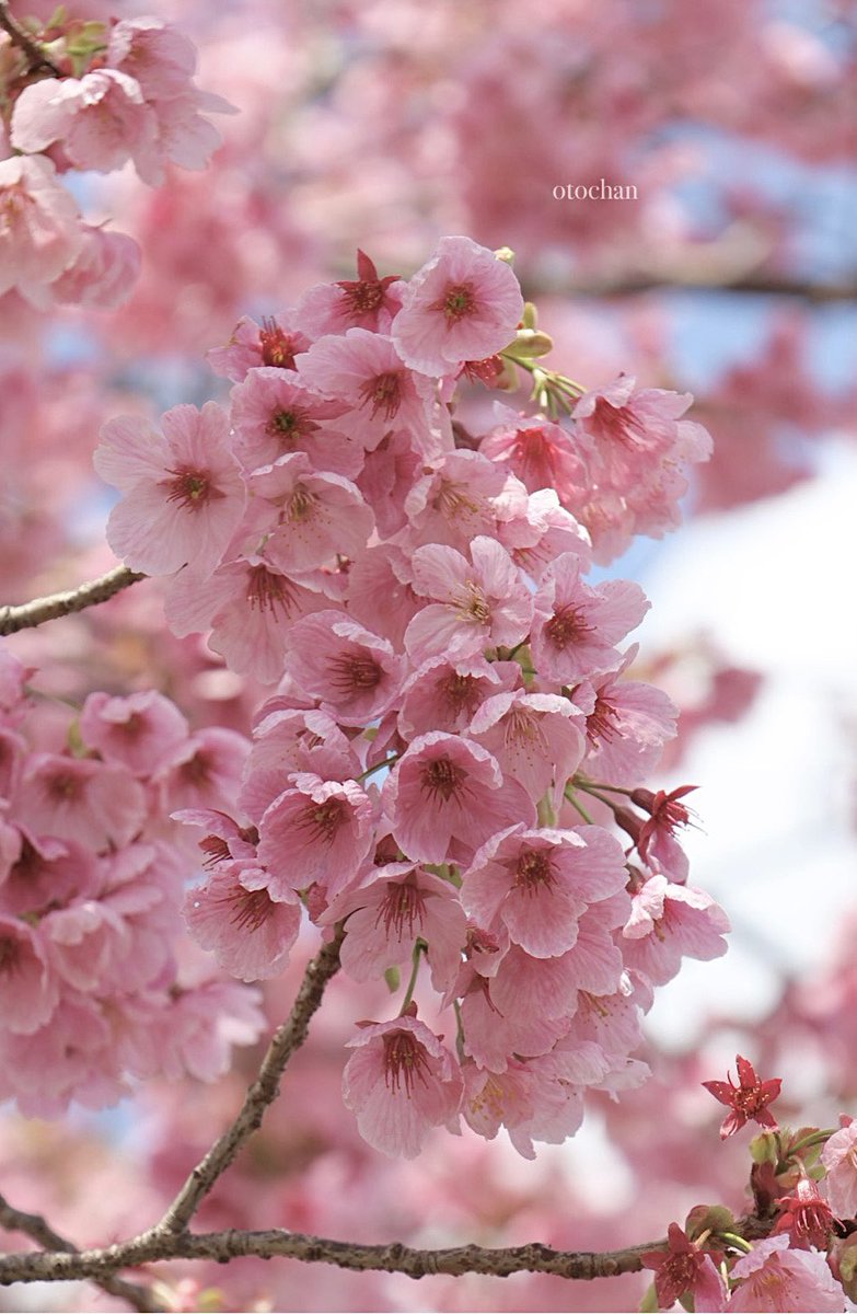 おはようございます☁️

近所の公園
陽光桜が🌸♬.*ﾟ見頃でした
（3.28）

4月の始まり
良い1日になりますように🍀*゜
 #TLを花でいっぱいにしよう