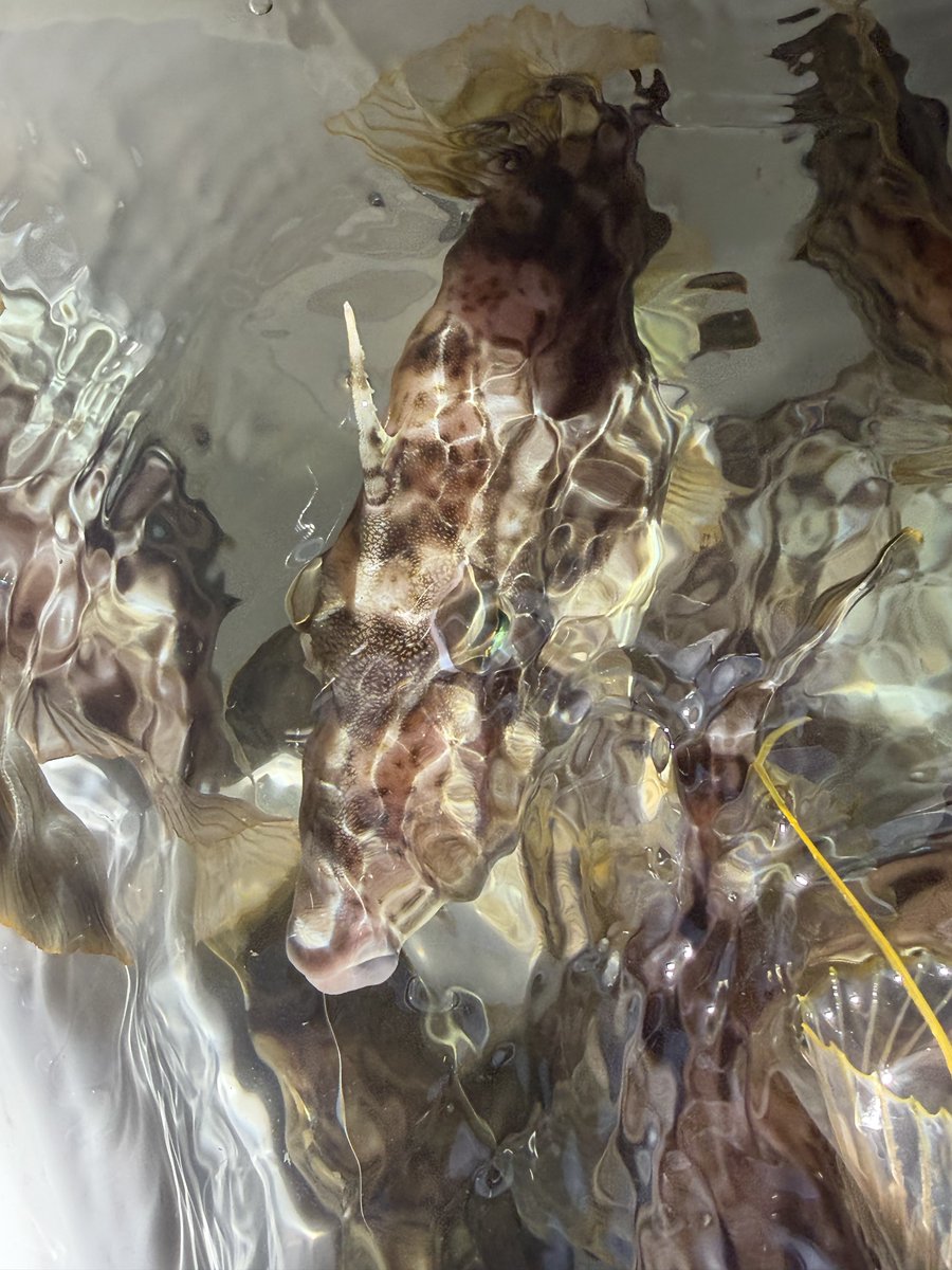 コテツ tweet media