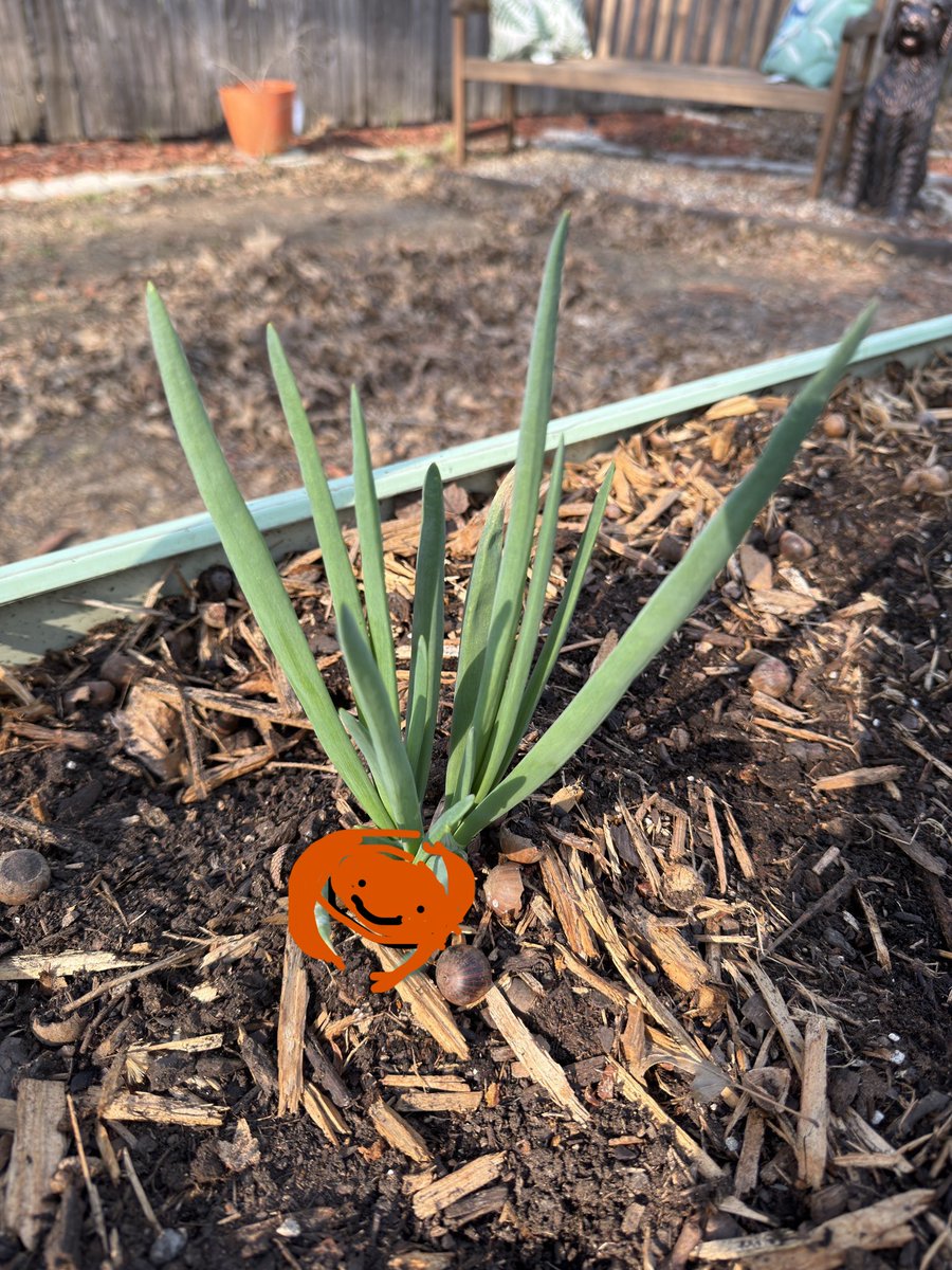 Edie_Not_Eddie's tweet image. I made you a crab for your blah day 

It's beautiful, I know 

Could also be a pumpkin