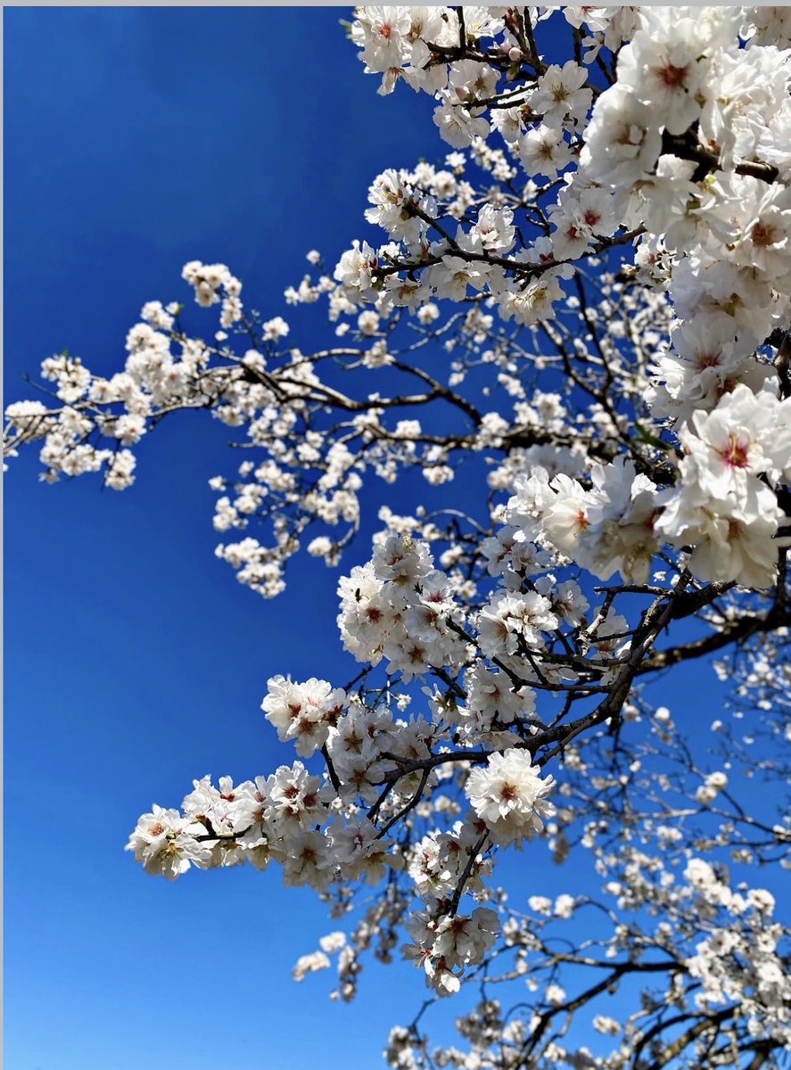 ⊱ꕤ ᶰ̿ᵃ̿ᶻ tweet media