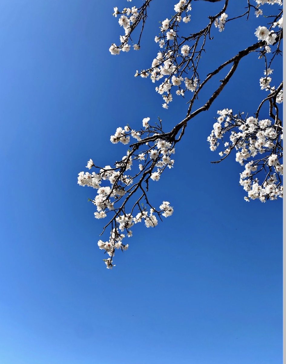 ⊱ꕤ ᶰ̿ᵃ̿ᶻ tweet media