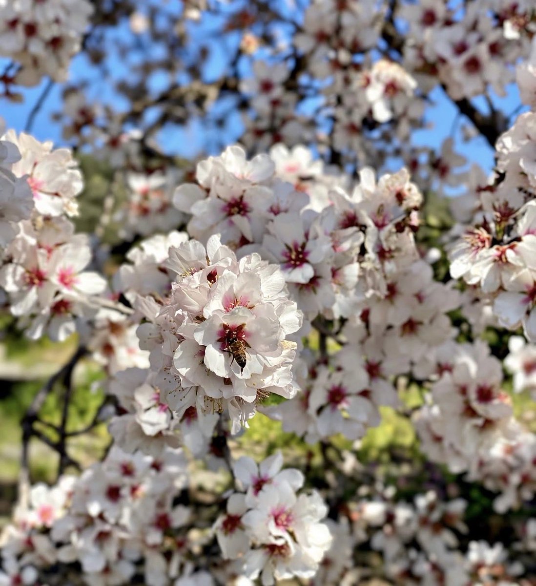 ⊱ꕤ ᶰ̿ᵃ̿ᶻ tweet media