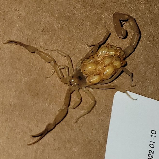 SlutBuster ¯\_(ツ) tweet media