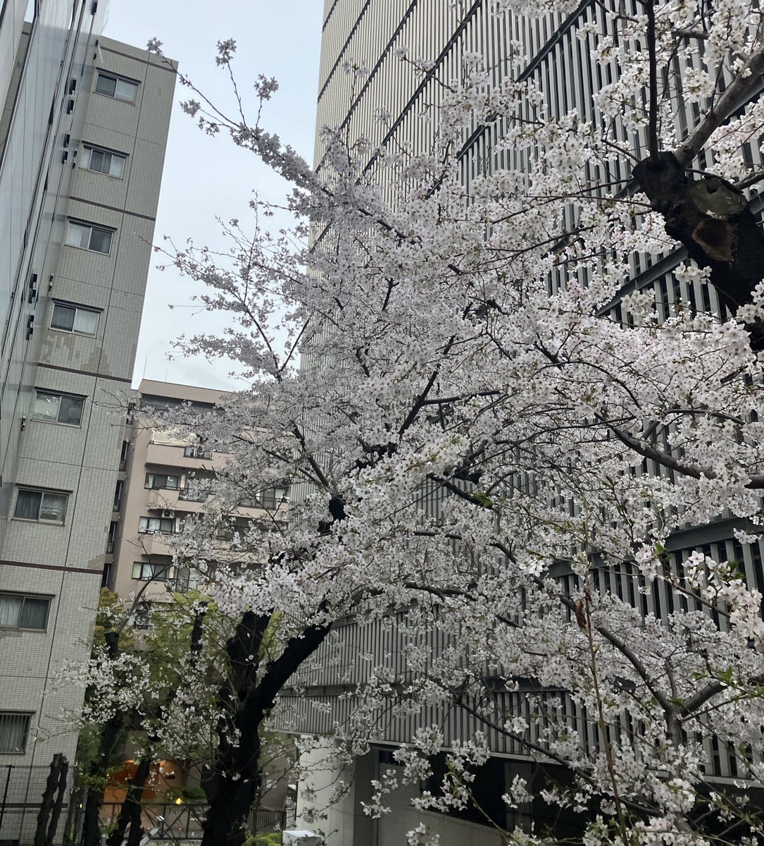 Halder Japan tweet media