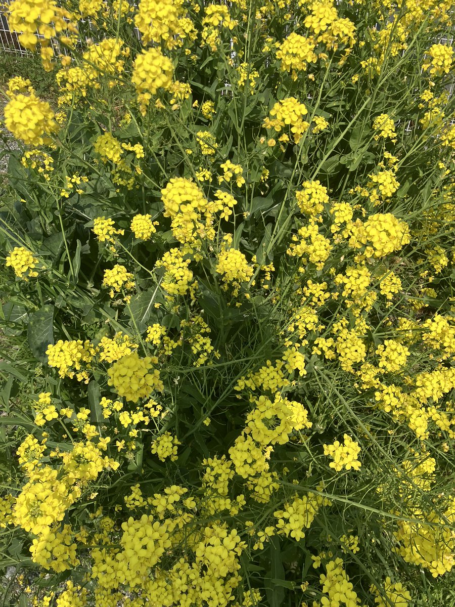 Halder Japan tweet media