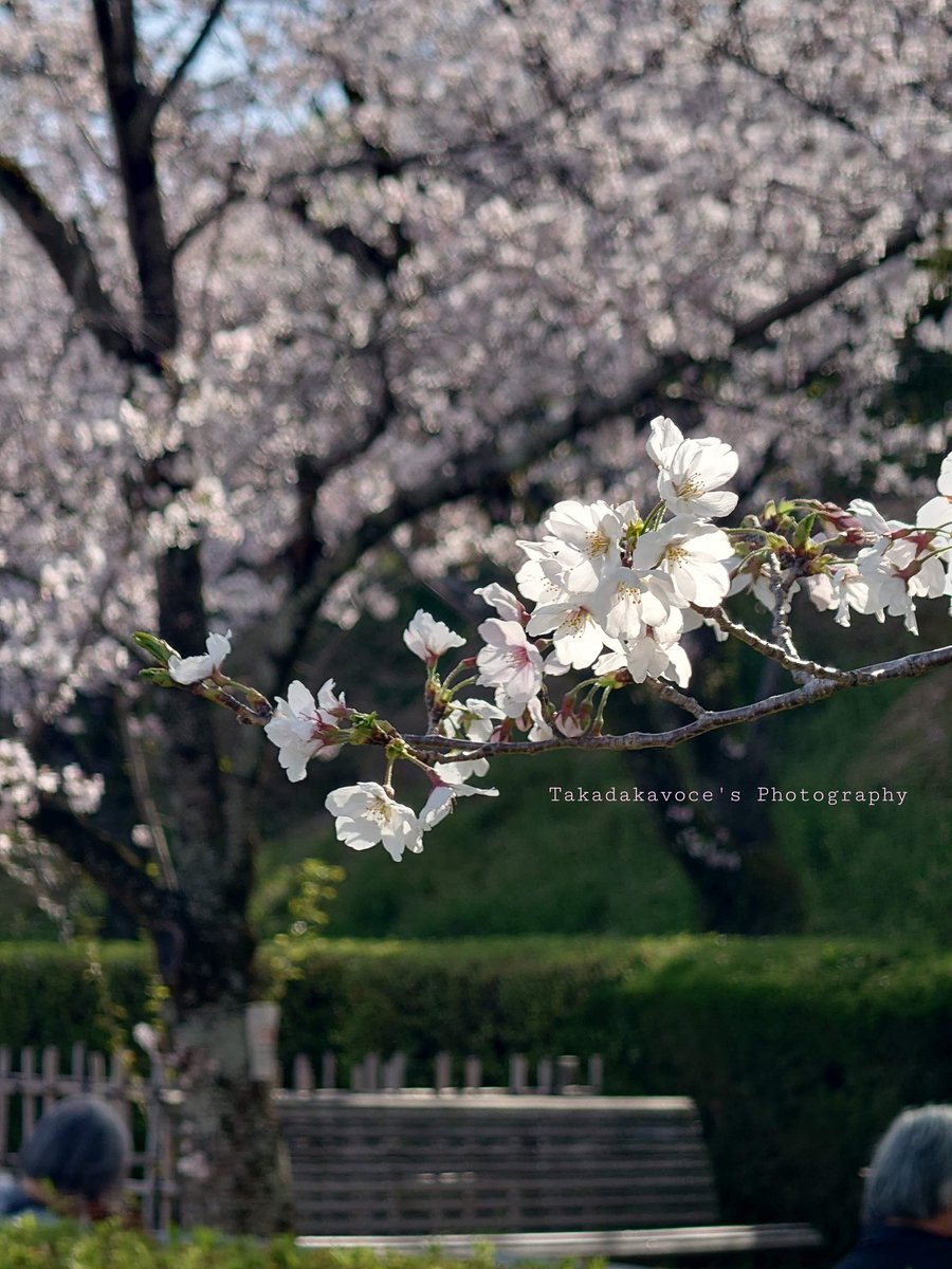 かっちゃん*.♡ tweet media