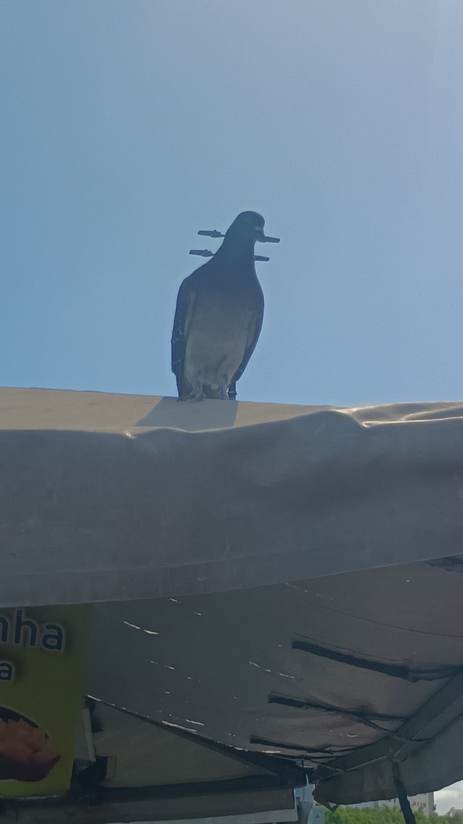 Kayuno Yu tweet media