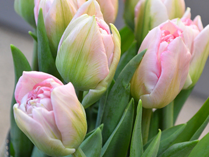 菊池純子 tweet media