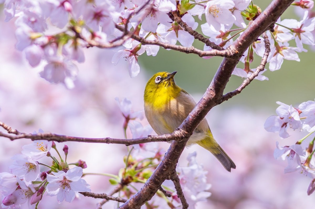 菊池純子 tweet media