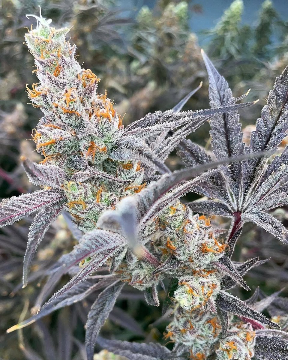 GrowLoKey tweet media