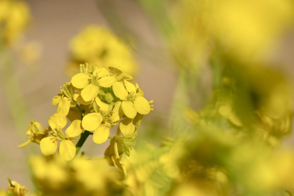 emo(えもちゃん) 企業公式応援 tweet media