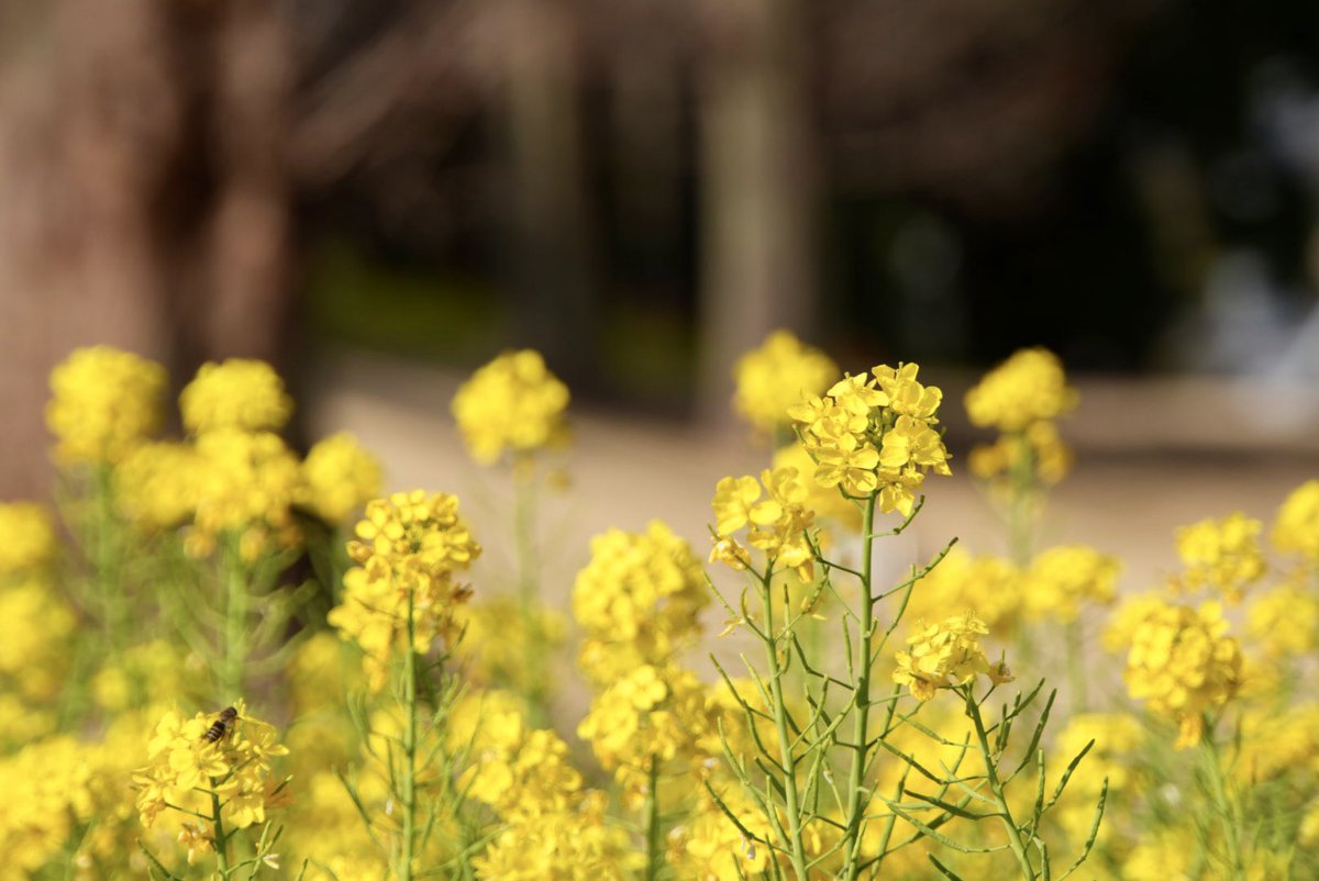 emo(えもちゃん) 企業公式応援 tweet media