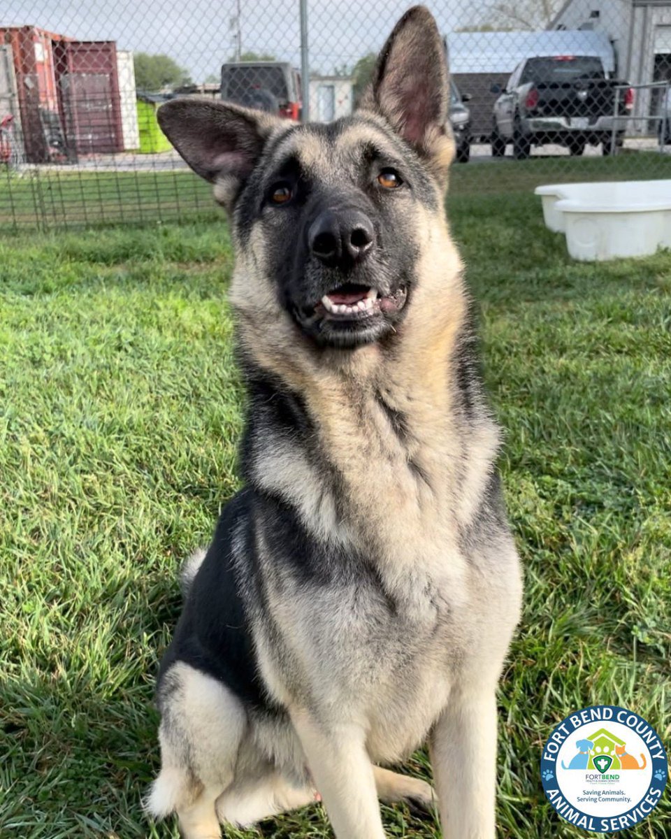 Fort Bend Animal Services tweet media