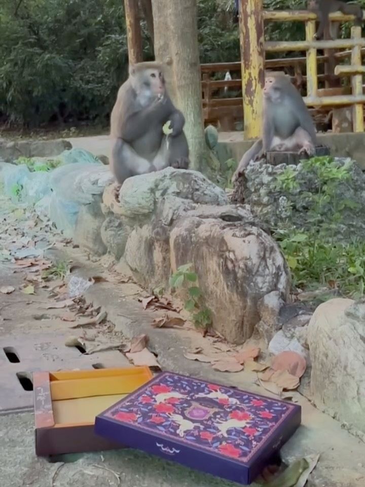sha200955s's tweet photo. 煎饺爱好者不可错过！这味道简直让人欲罢不能。 https://t.co/WzTAf5ZGO4