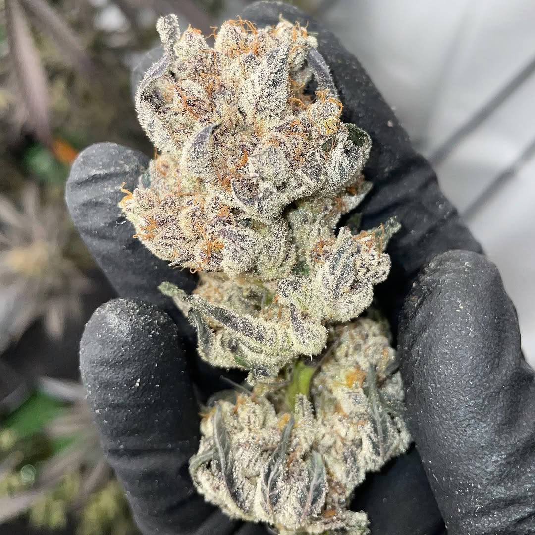 GrowLoKey tweet media