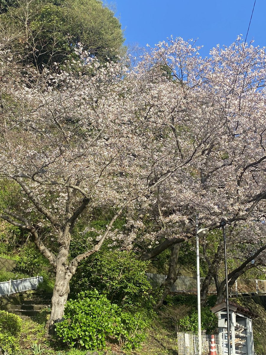 pitachocon's tweet photo. いつも通る道に桜が咲いてた。
気づかなかったと言うか目に入っていなかった…下ばかり見てたかなぁ…
新年度。前を見て、周りにも目を向けていこう。 https://t.co/DXyudHEvCg