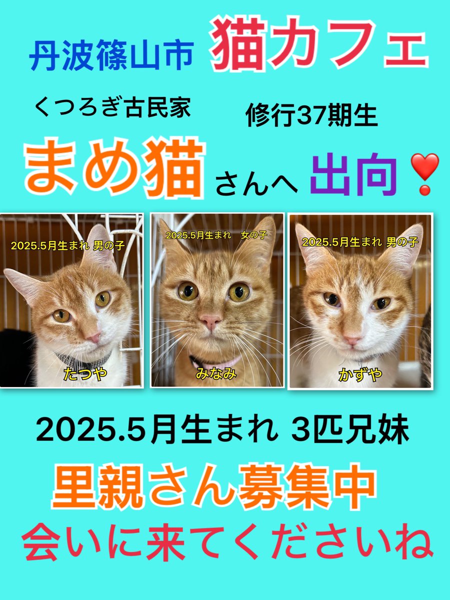 🐾【出向中】🐾
丹波篠山市の猫カフェまめ猫さんにて
✨修行37期生（タッチ3兄妹）✨が出向中❣️
<a href="/mameneko_cafe/">くつろぎ古民家まめ猫</a> 

人懐こくて穏やかな3兄妹🐱💕
初めての方にもおすすめです✨

ぜひ会いに来てください😊
里親さん募集中（※カフェ利用料あり）