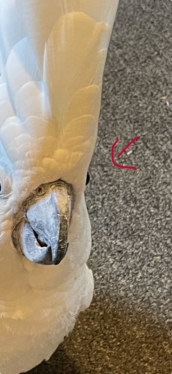 sleepykyju tweet media