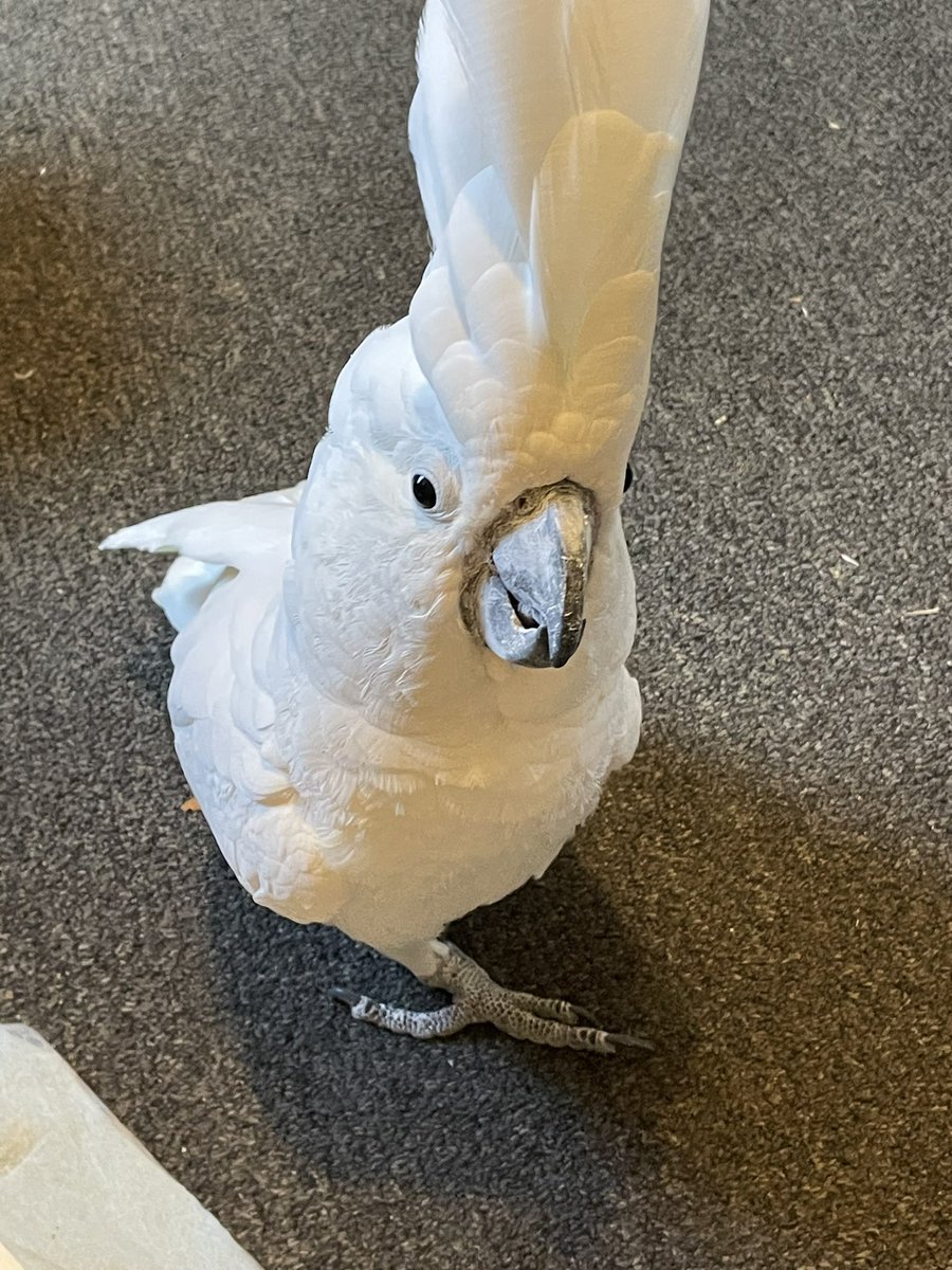 sleepykyju tweet media