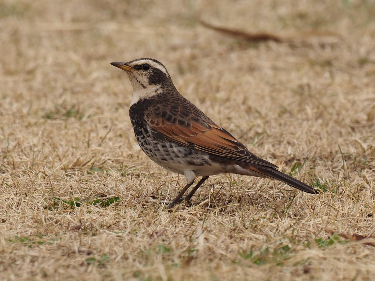 ねこどの（低浮上&土日ほぼ休み） tweet media