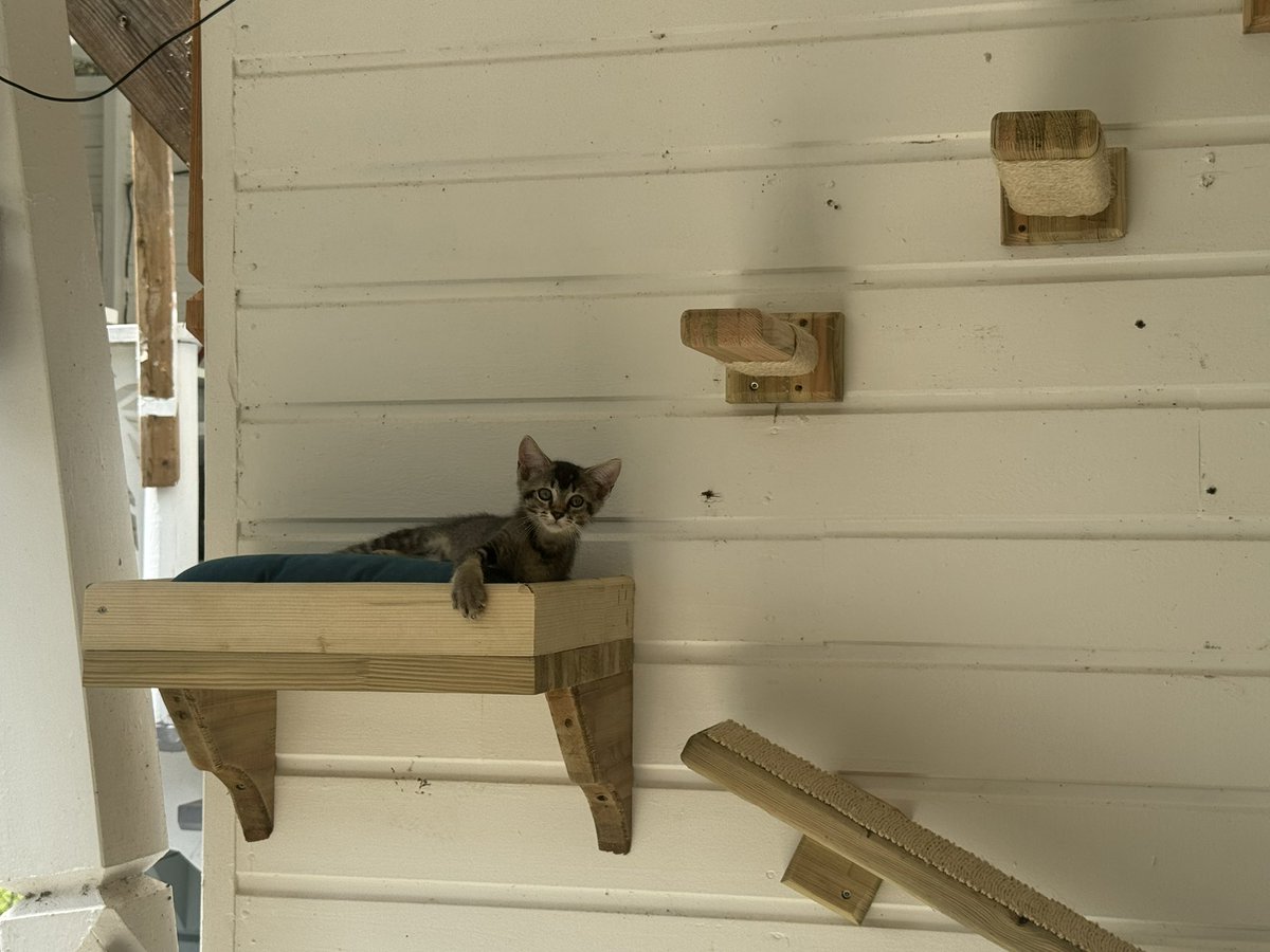 C i V o D u L tweet media