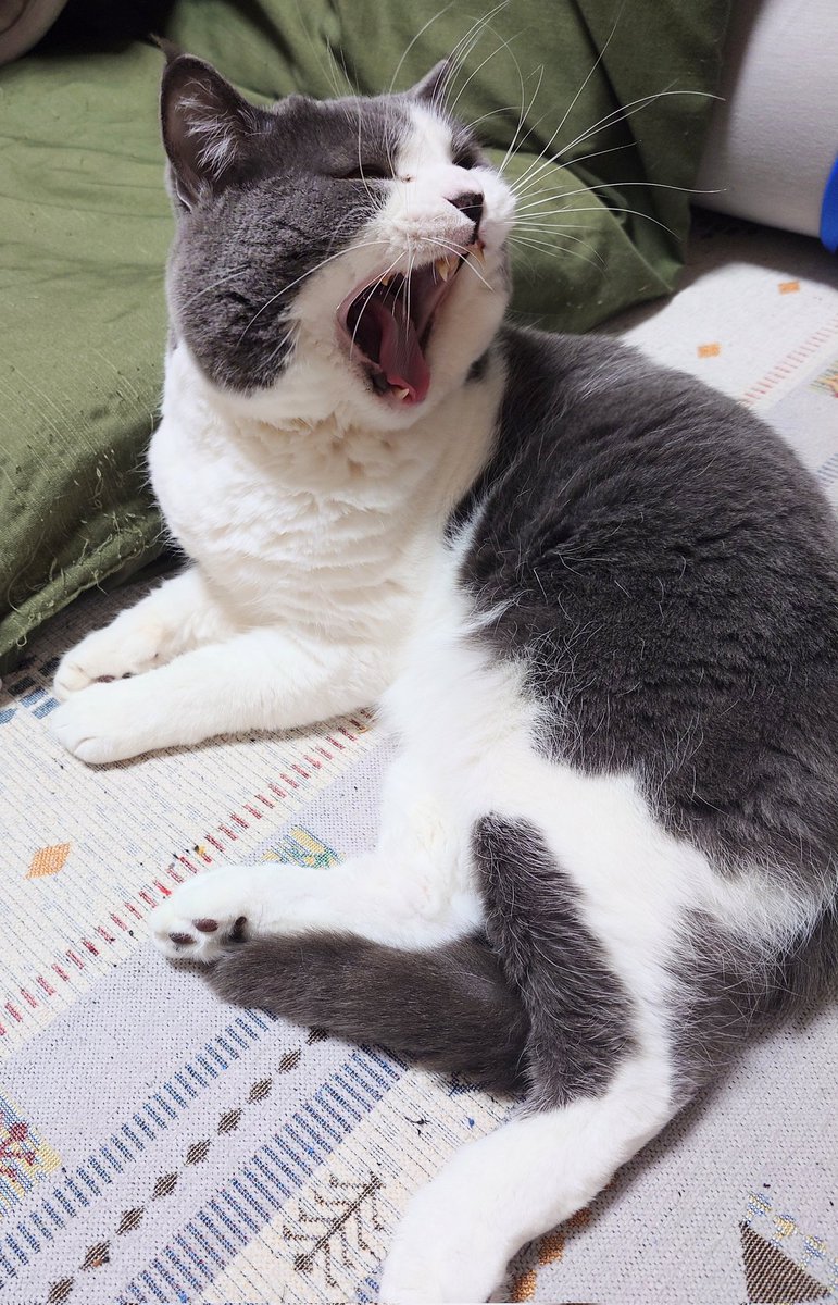 沙門 BIKE垢?@ぱんとも tweet media