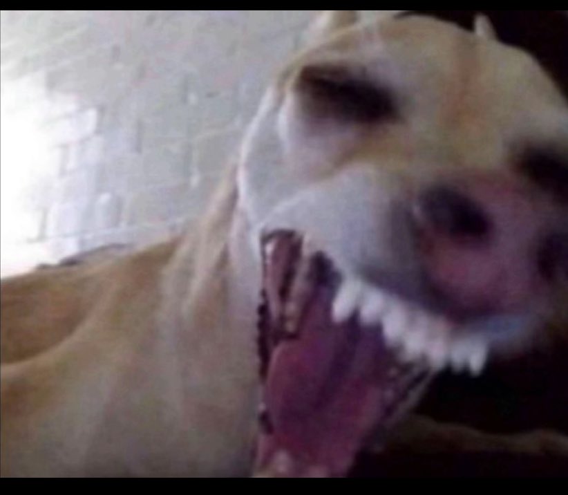 ^ྀི𝐛𝐚𝐛𝐲 𝐝𝐫𝐚𝐠𝐨𝐧⁷ ᥫ᭡ tweet media