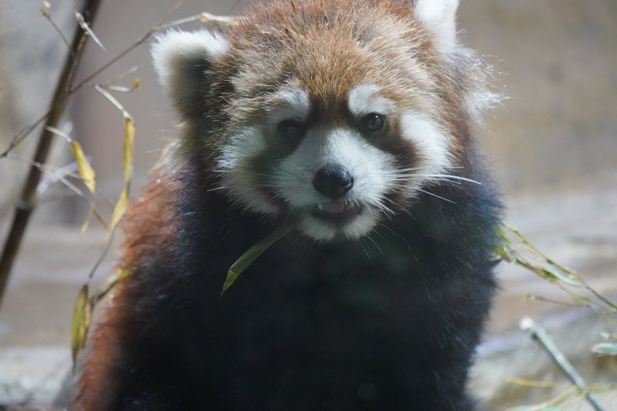 そらまめきなこ tweet media