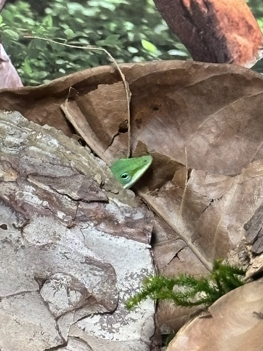 There is a small green anole inside of Ivy‘s tank staring me down