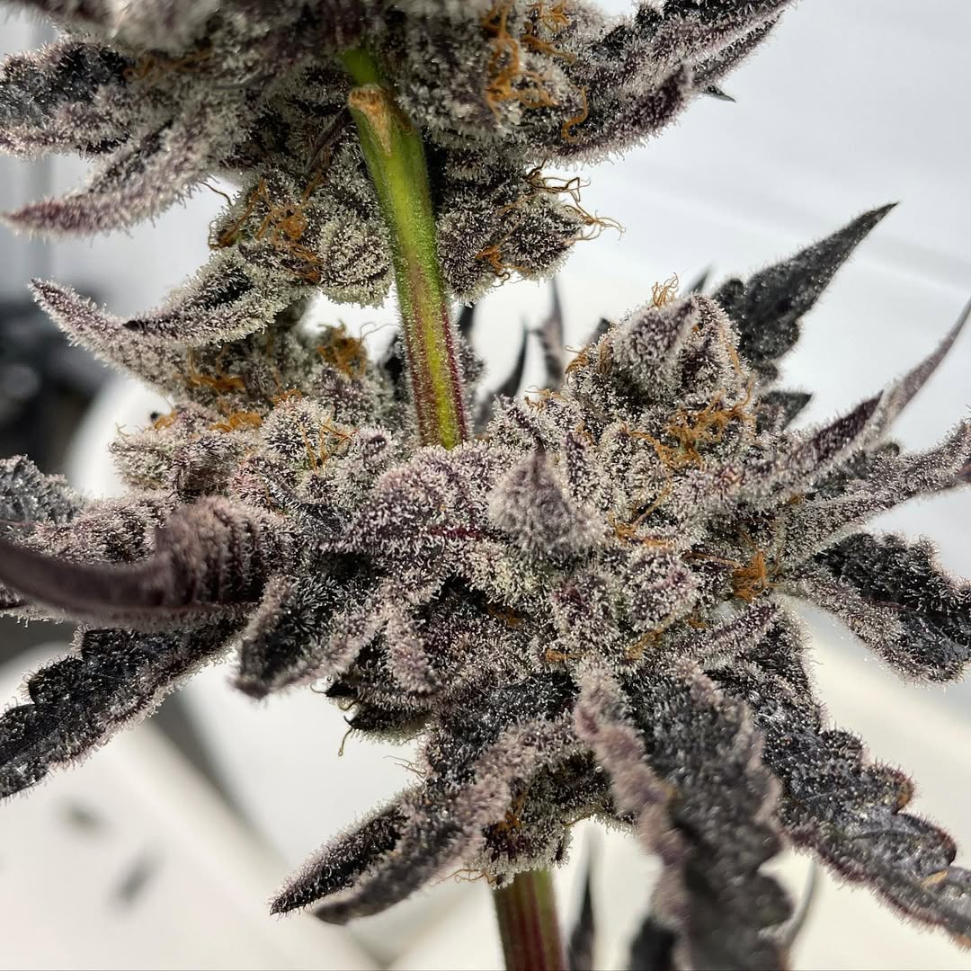 GrowLoKey tweet media