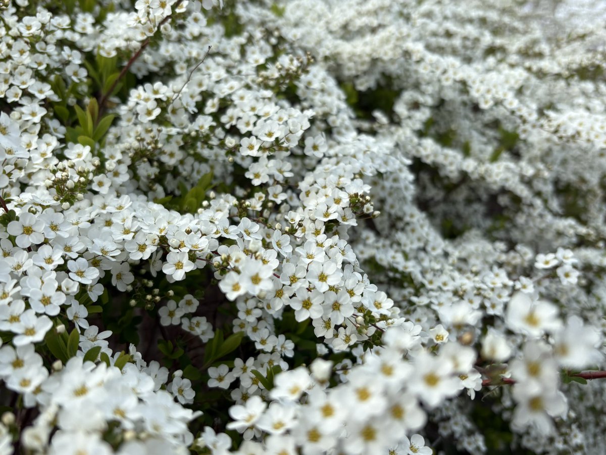 黒猫ノア🐈‍⬛ tweet media