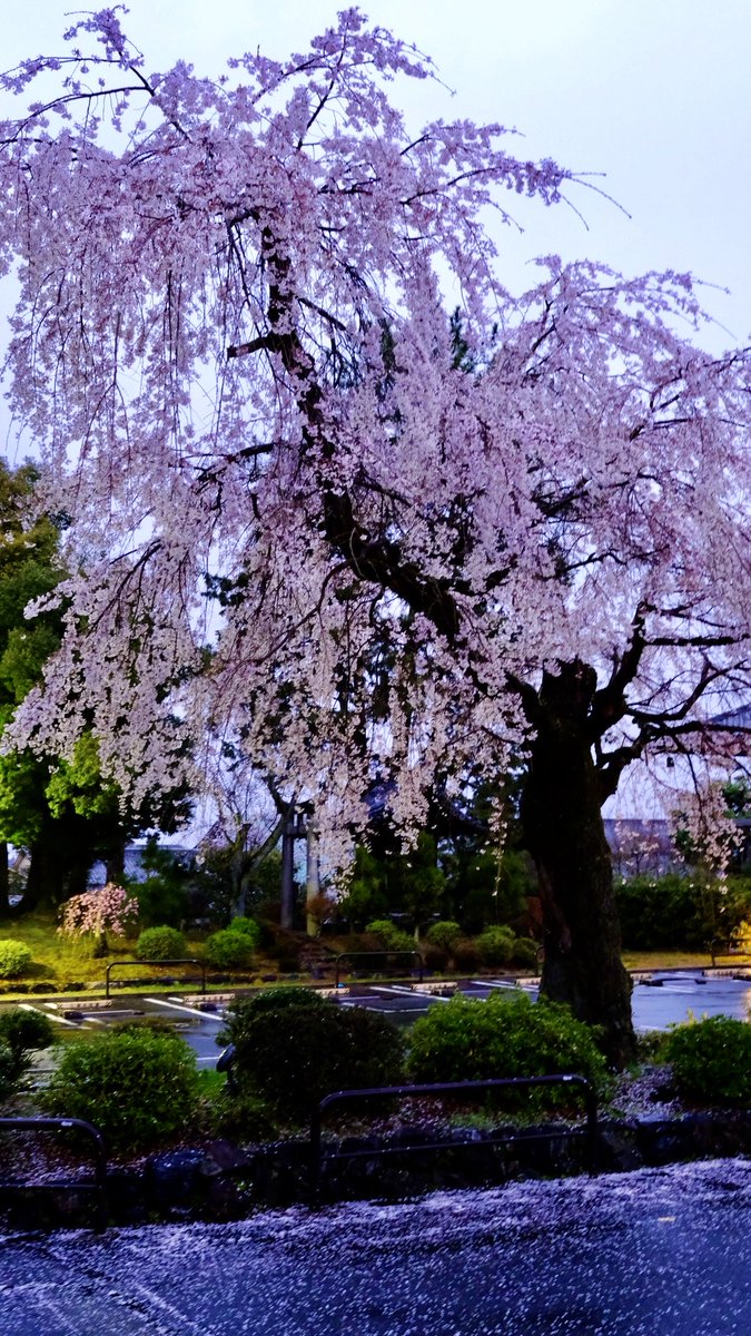 向日葵の小さな旅 tweet media