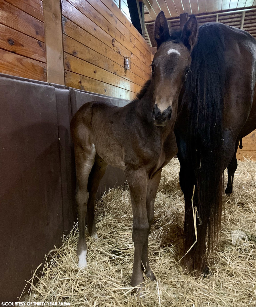 nytbreeders's tweet photo. Our 1st #twoyearoldTuesday of the year is a #transformationTuesday! This filly out of Achalaya is all grown up &amp; recorded her 1st official work, 3f on the outside, at PBD last week. Thirty Year Farm bred the half to popular MG1W Casa Creed &amp; sold her to @RepoleStable at #KeeSept. https://t.co/PaESZbSAQX