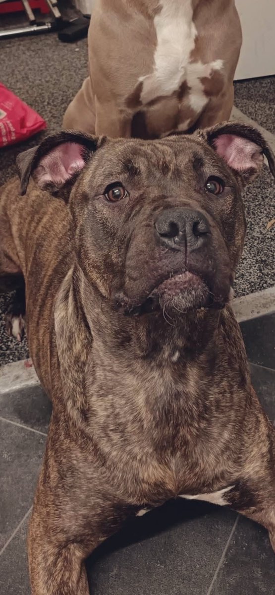 MakeChipsCount to Reunite Pets tweet media