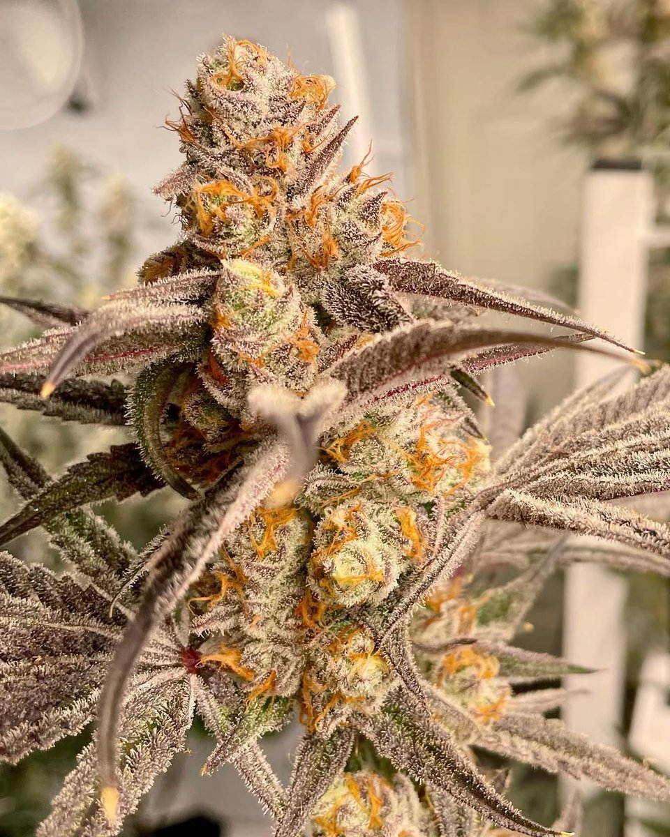 GrowLoKey tweet media