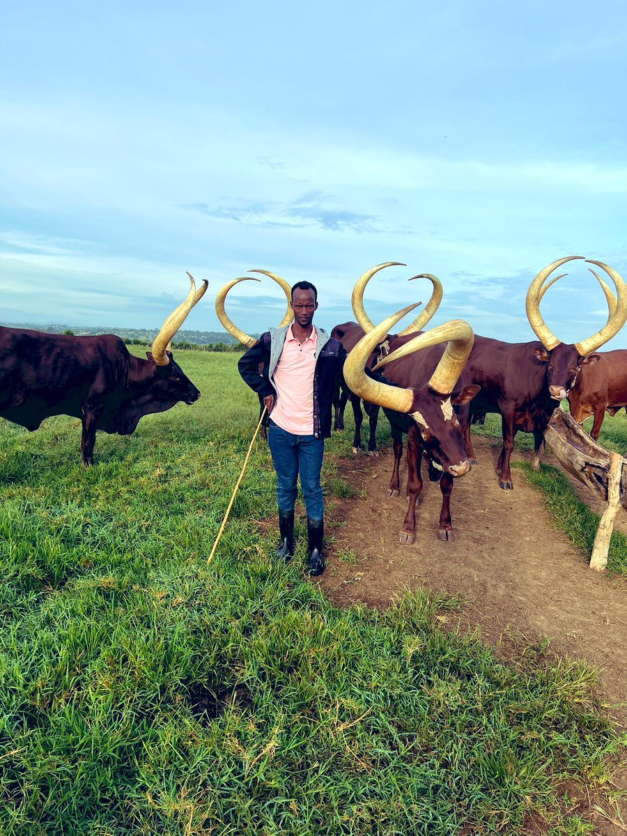 Norman Agiragye Byaruhanga tweet media